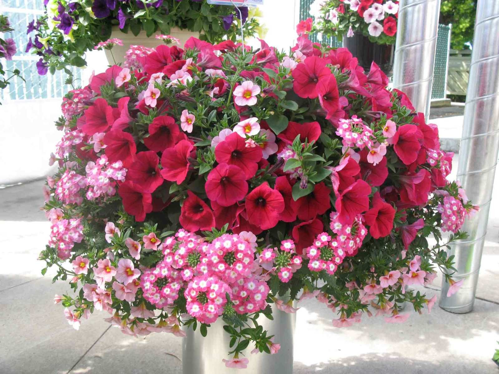 Beautiful Hanging Basket, red and white Flowers, PetuniasLocation: Unknown Year: 2008